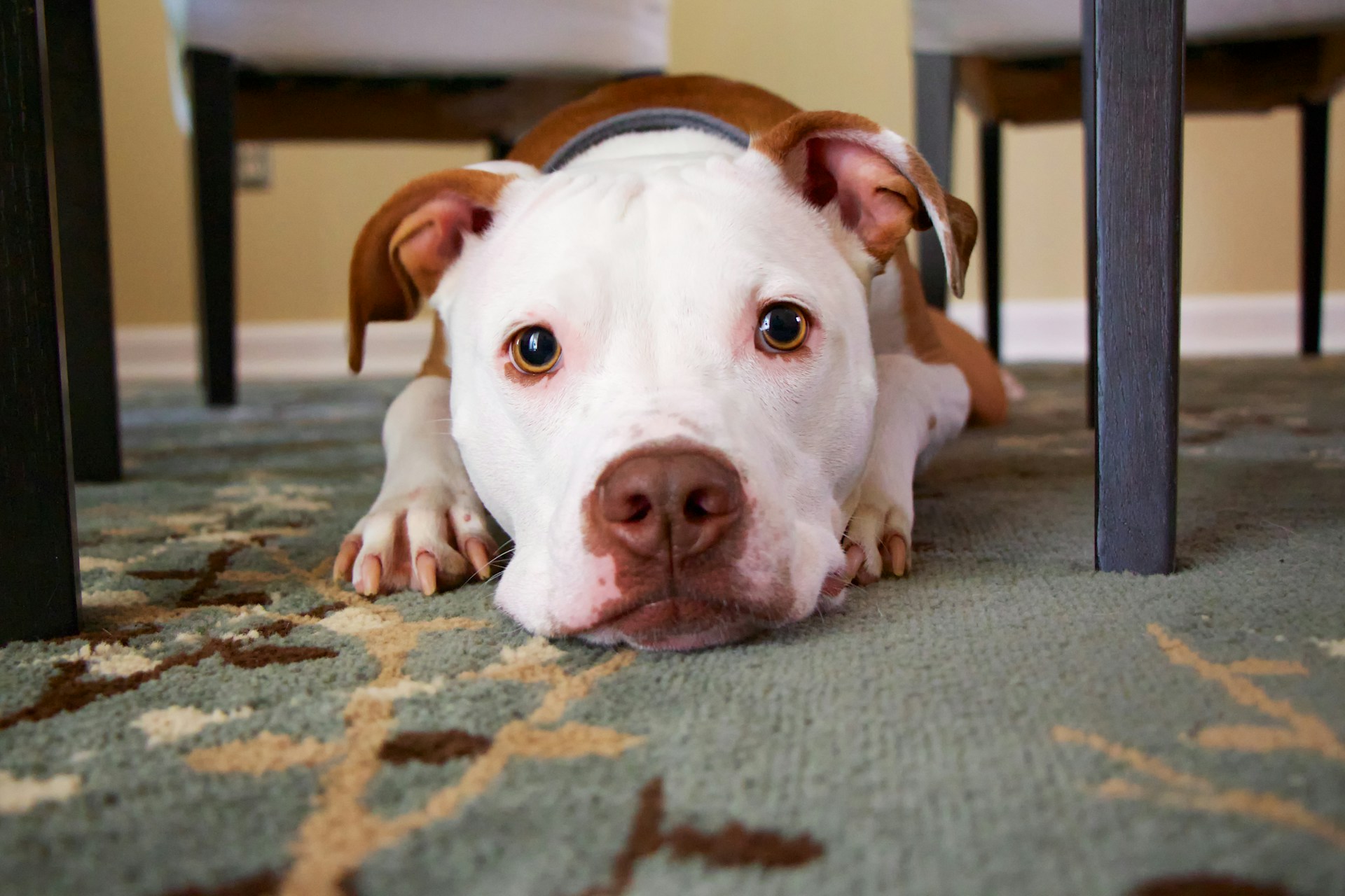 pet odor stain removal