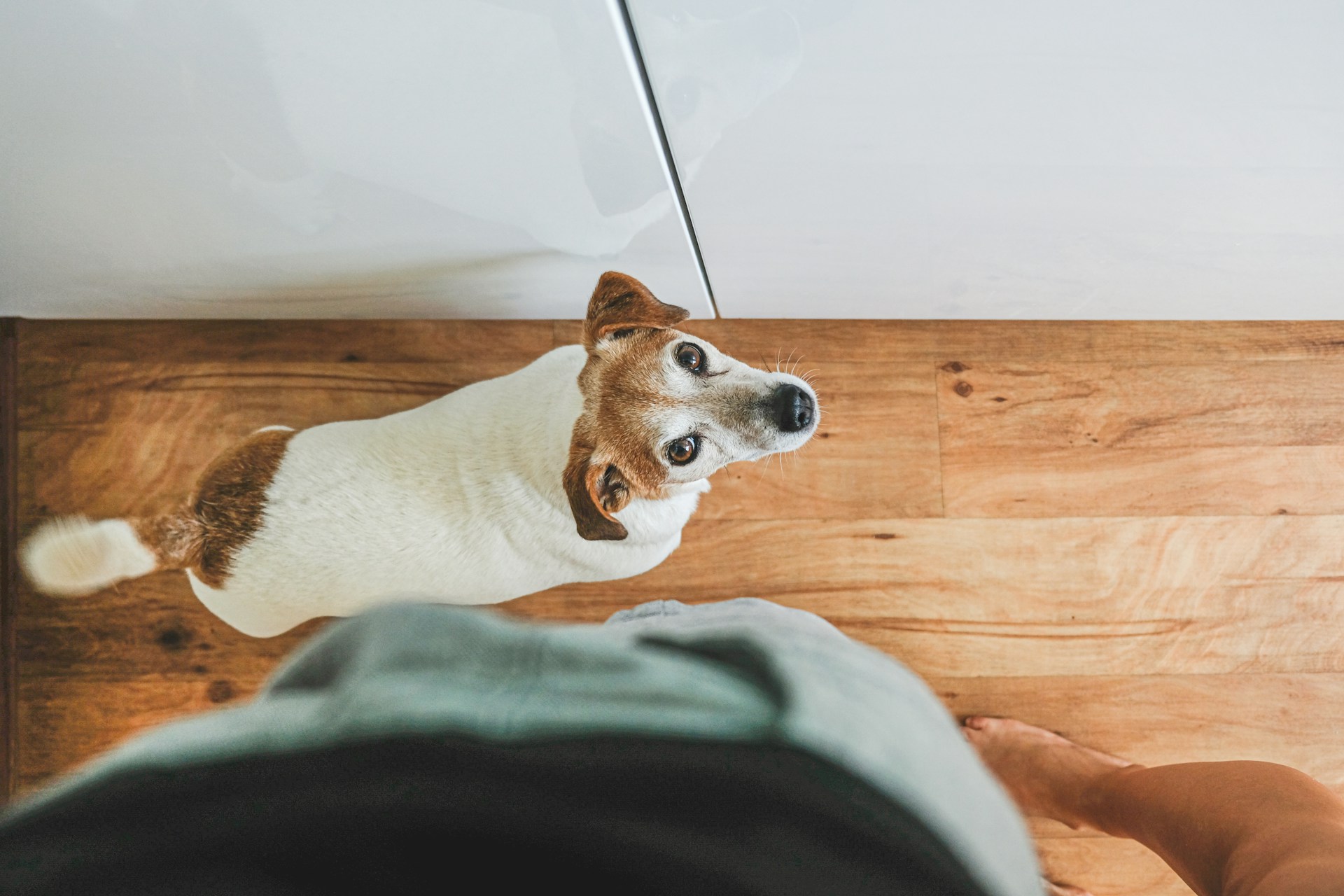 Pet